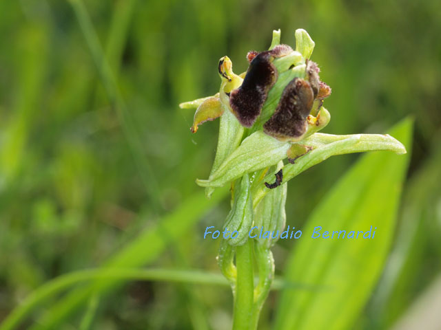 lusus naturae di ophrys pseudoatrata